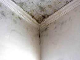 Best Commercial Mold Inspection  in Tolono, IL